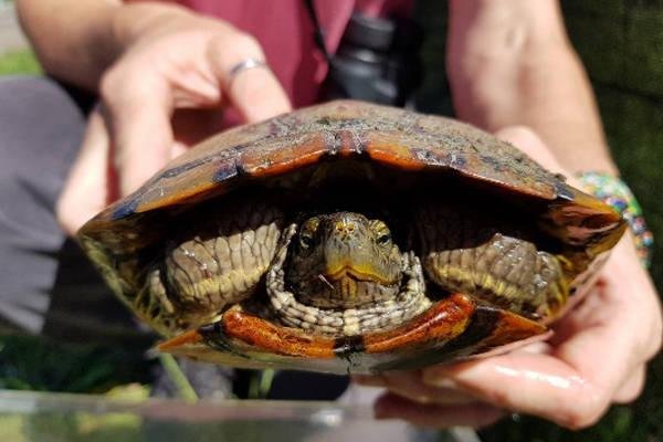 5 The Redeared Slider Turtles head retracts straight back into the shell